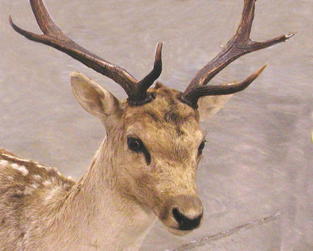 Silhouette - Mounted<br>(Location of Picture: Taxidermy Specimen)