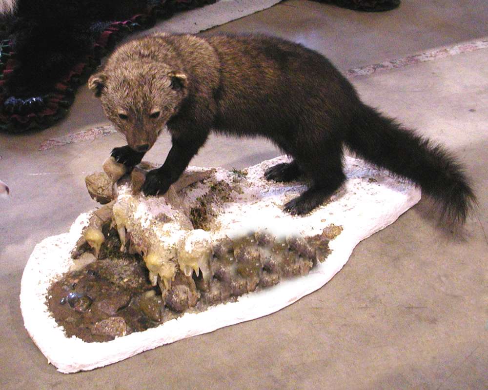 Silhouette With Prey - Mounted<br>(Location of Picture: Taxidermy Specimen)