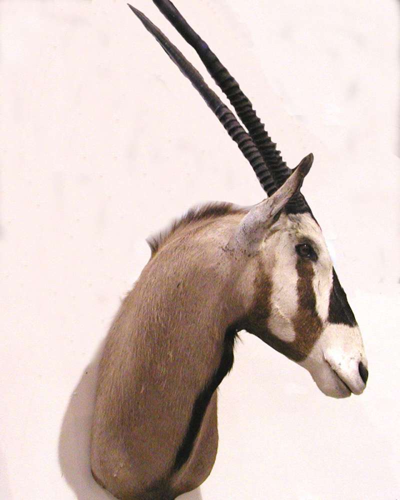 Face - Side View - Mounted<br>(Location of Picture: Taxidermy Specimen)