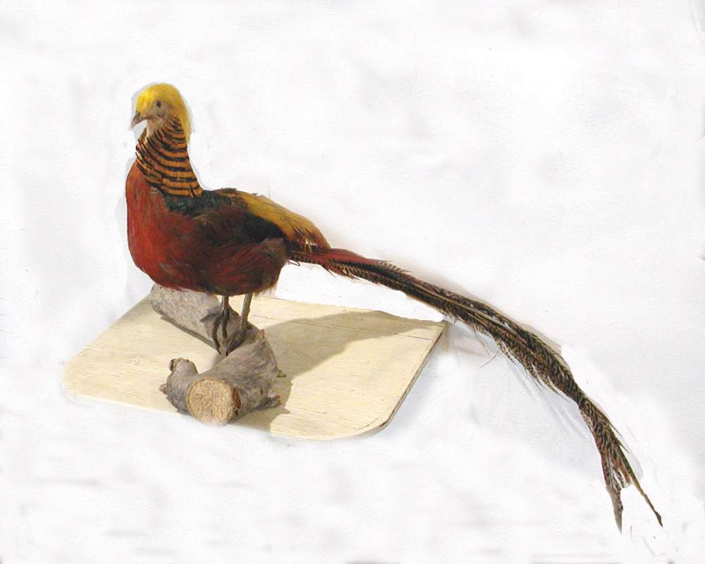 Silhouette - Mounted<br>(Location of Picture: Taxidermy Specimen)