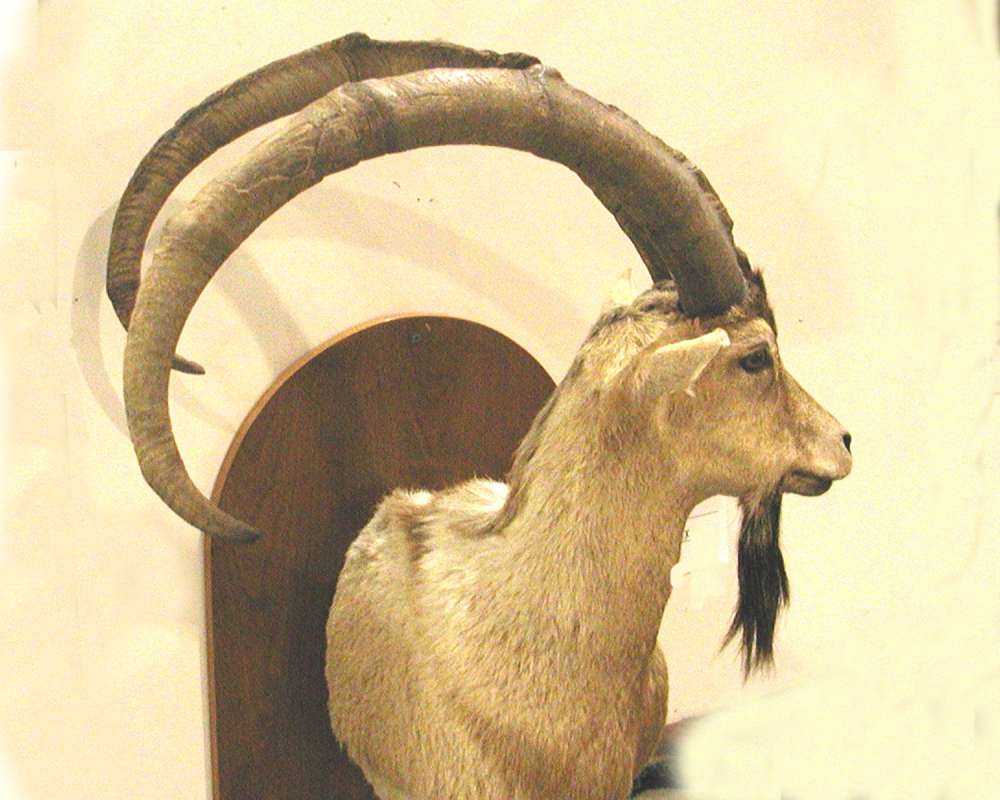 Massive Horns - Mounted<br>(Location of Picture: Taxidermy Specimen)