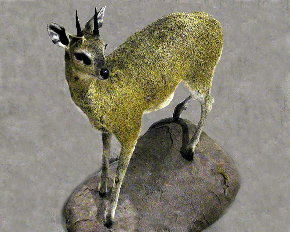 Silhouette - Mounted<br>(Location of Picture: Taxidermy Specimen)