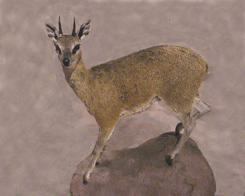 Side View - Mounted<br>(Location of Picture: Taxidermy Specimen)