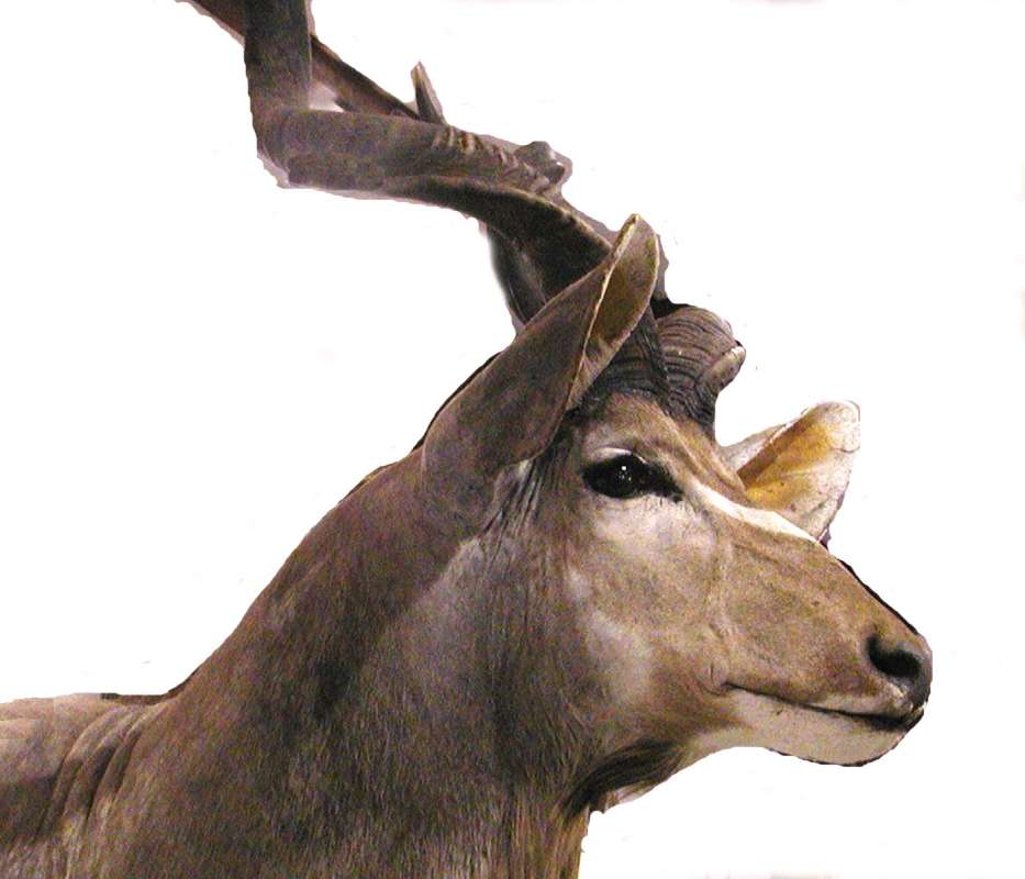 Head - Side View - Mounted<br>(Location of Picture: Taxidermy Specimen)