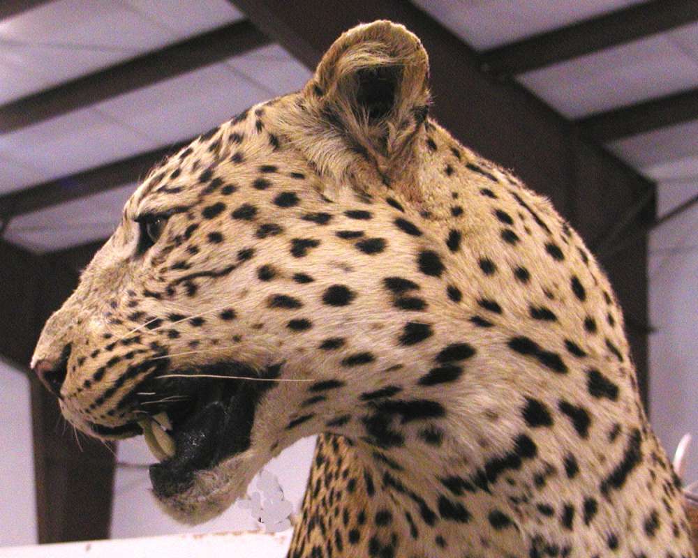 Head - Side View - Mounted<br>(Location of Picture: Taxidermy Specimen)