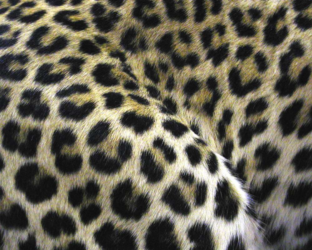 Spots - Close View - Mounted<br>(Location of Picture: Taxidermy Specimen)
