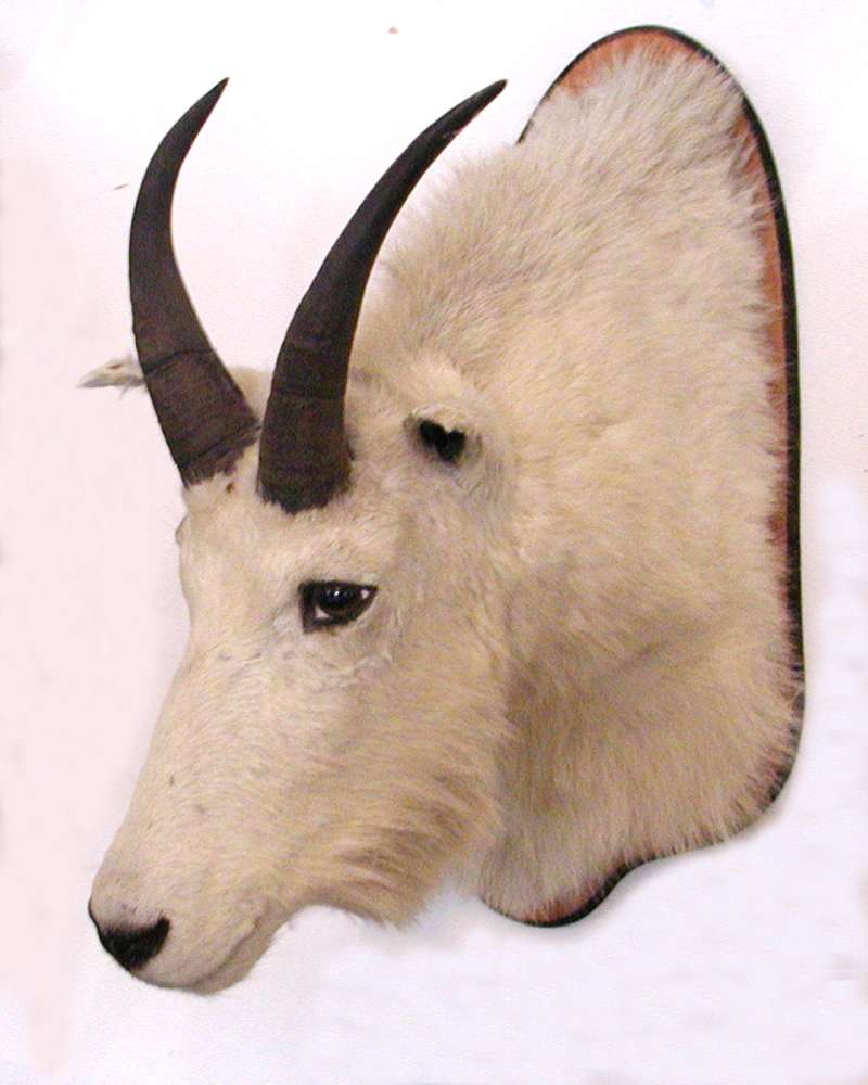 Trophy Head - Side<br>(Location of Picture: Taxidermy Specimen)