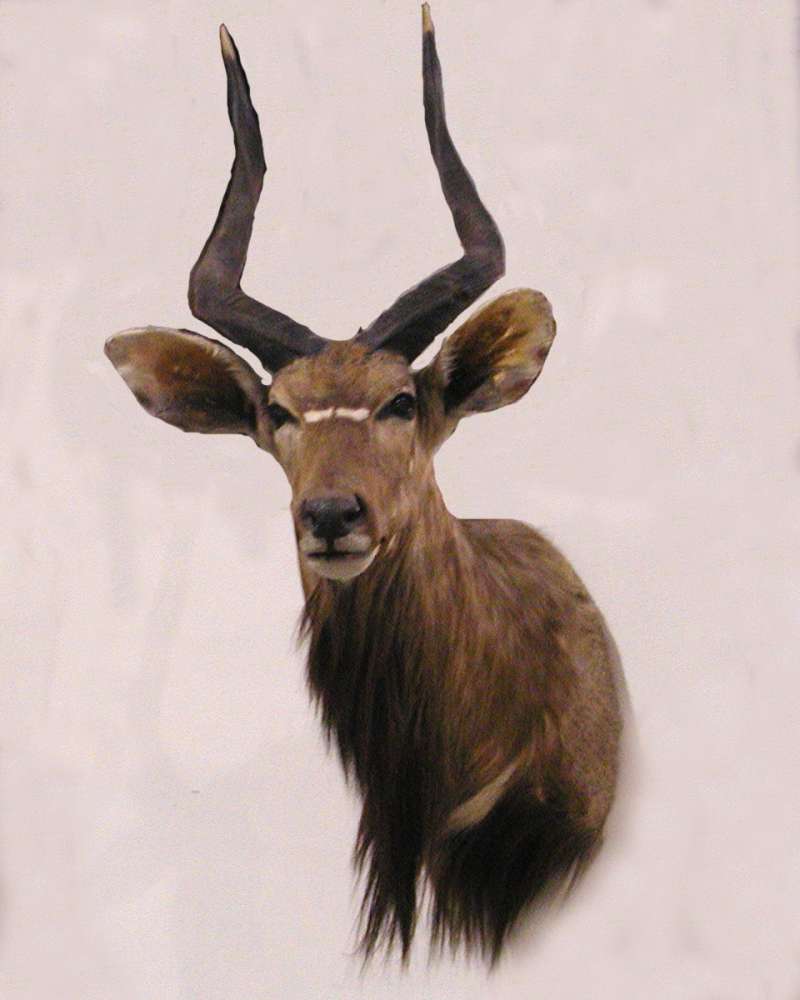 Head - Front View - Mounted<br>(Location of Picture: Taxidermy Specimen)