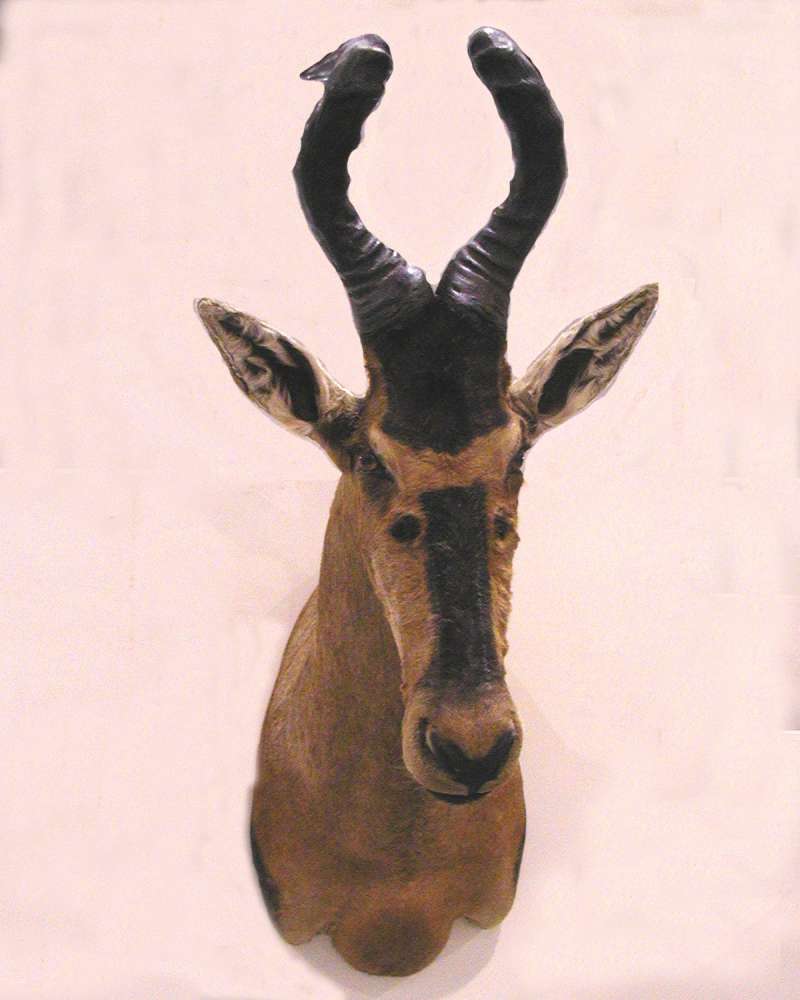 Head - Front View - Mounted<br>(Location of Picture: Taxidermy Specimen)
