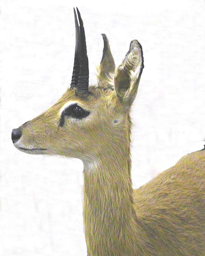 Head and Neck - Side View - Mounted<br>(Location of Picture: Taxidermy Specimen)