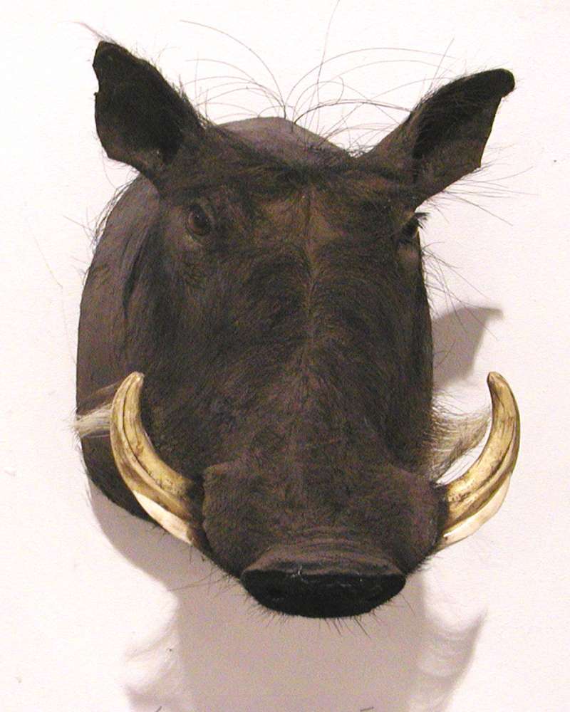 Face - Front View<br>(Location of Picture: Taxidermy Specimen)