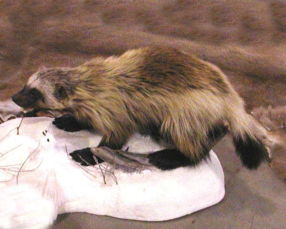 Silhoutte - Mounted<br>(Location of Picture: Taxidermy Specimen)