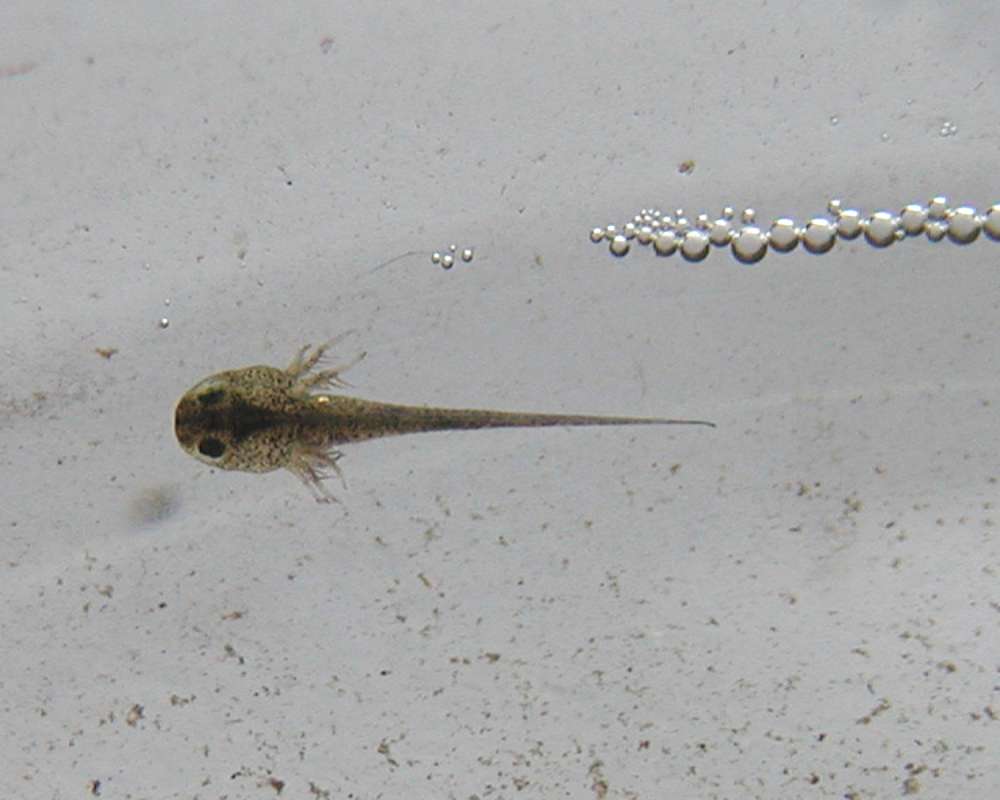 Larvae - One Month Old<br>(Location of Picture: Spangle, Washington, USA, 2006)