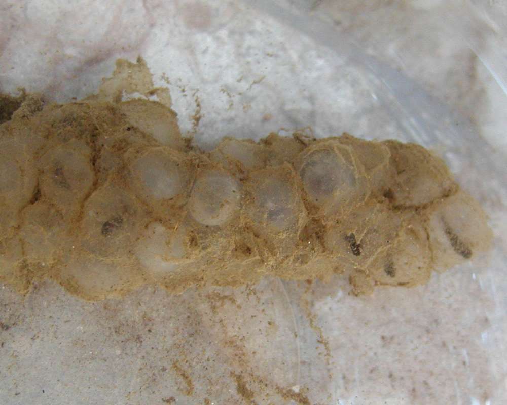 Egg Mass<br>(Location of Picture: Spangle, Washington, USA, 2006)