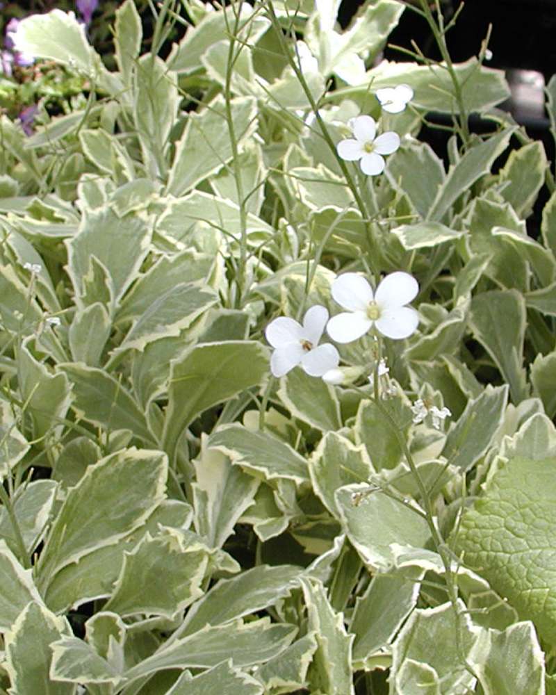 Foliage<br>(Location of Picture: Commercially Grown)