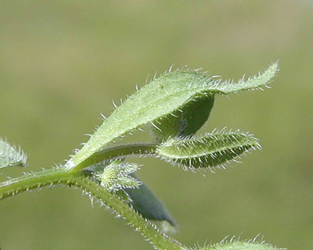 Seed Head<br>(Location of Picture: Okanogan, Wa, USA, Spring 2006)