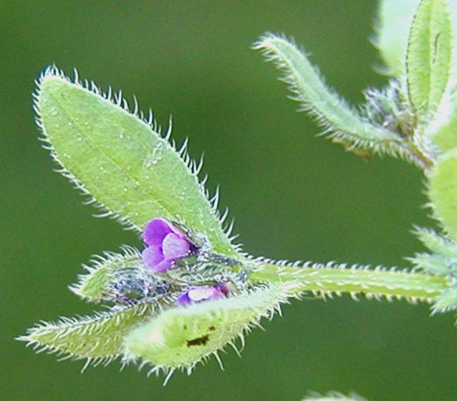 Leaf<br>(Location of Picture: Okanogan, Wa, USA, Spring 2006)