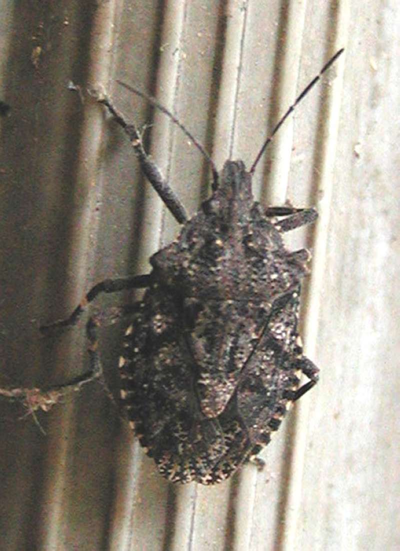 Close View<br>(Location of Picture: Okanogan, Wa, USA, Spring 2006)