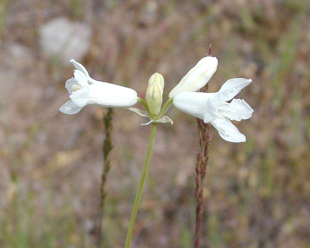 Flower - Side View<br>(Location of Picture: Omak Lake, Washington, USA, 2006)