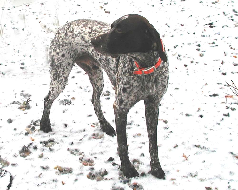 Front View<br>(Location of Picture: Neville Ridge, Washington, USA)