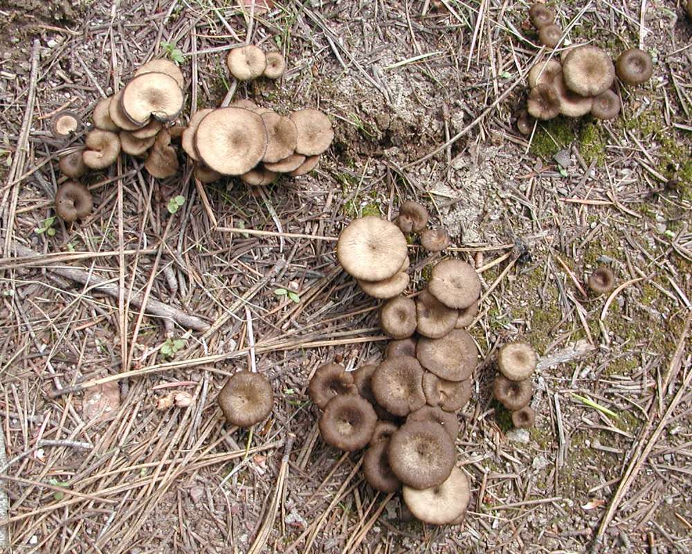 Habitat View<br>(Location of Picture: Conconully, Washington, Spring 2006)