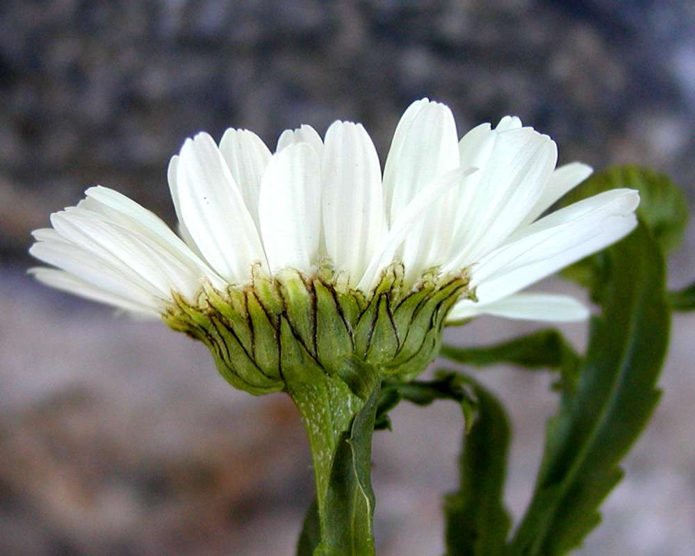 Flower - Side View<br>(Location of Picture: Garden, Okanogan, Washington, USA)