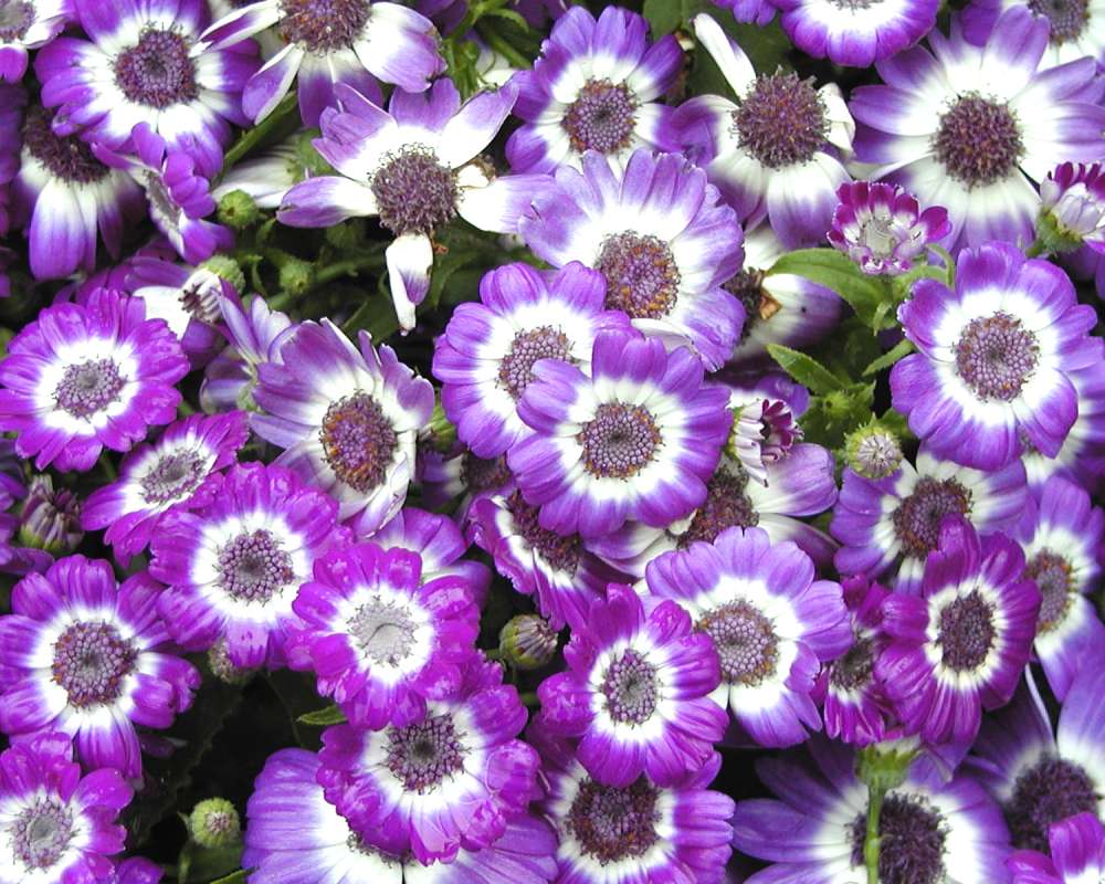 Purple and White Flowers<br>(Location of Picture: Commercially Grown)