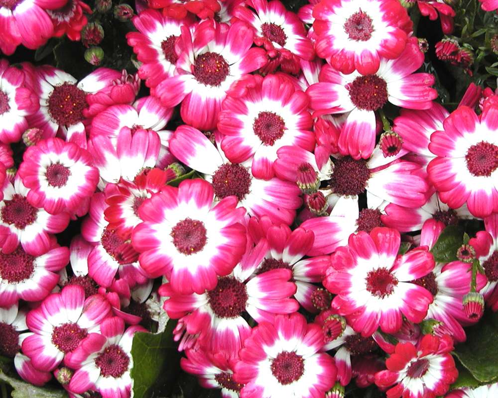 Red and White Flowers<br>(Location of Picture: Commercially Grown)