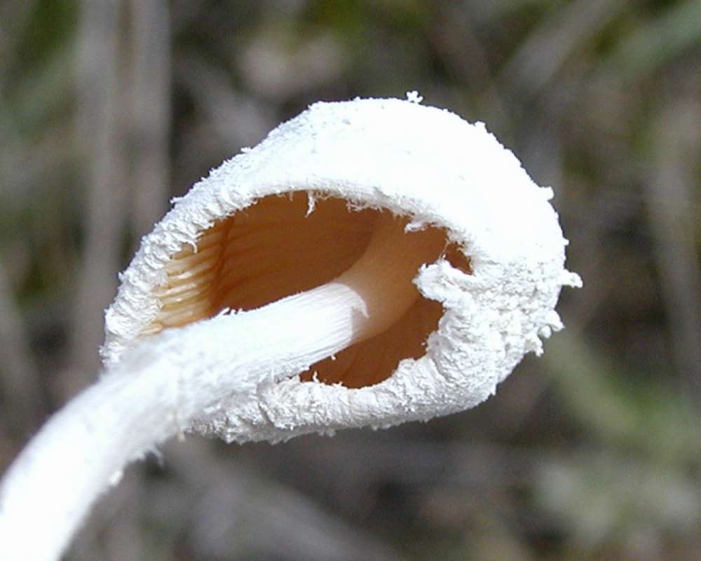 Underside and Stalk<br>(Location of Picture: Omak Lake, Washington, Spring 2006)