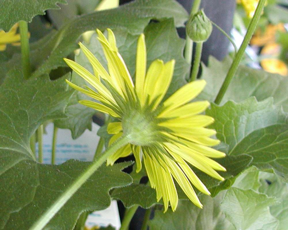 Flower Back<br>(Location of Picture: Shady Creek, Nursery, Wa, USA, '06)