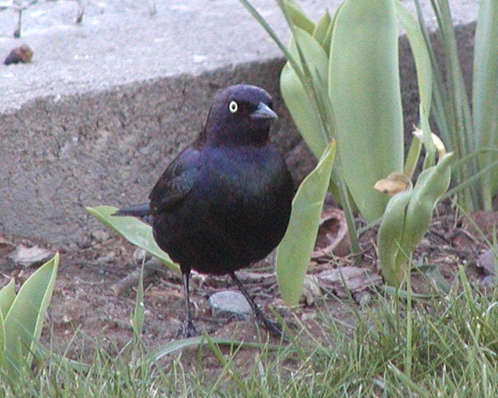 Male - Front View<br>(Location of Picture: Big Goose Lake, Washington, USA)