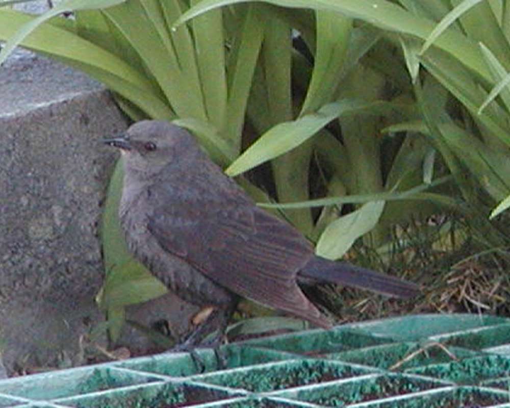 Female - Side View<br>(Location of Picture: Big Goose Lake, Washington, USA)
