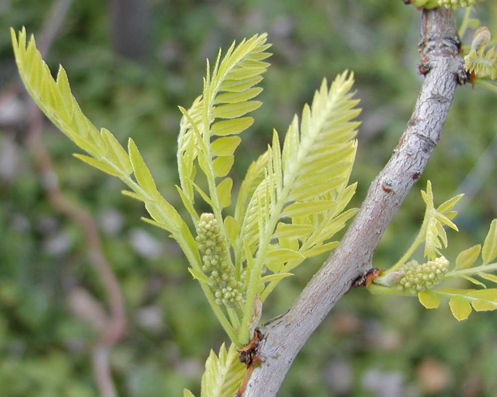Branch and Young Leaves<br>(Location of Picture: Nelson Flowers, Washington, USA, 06)