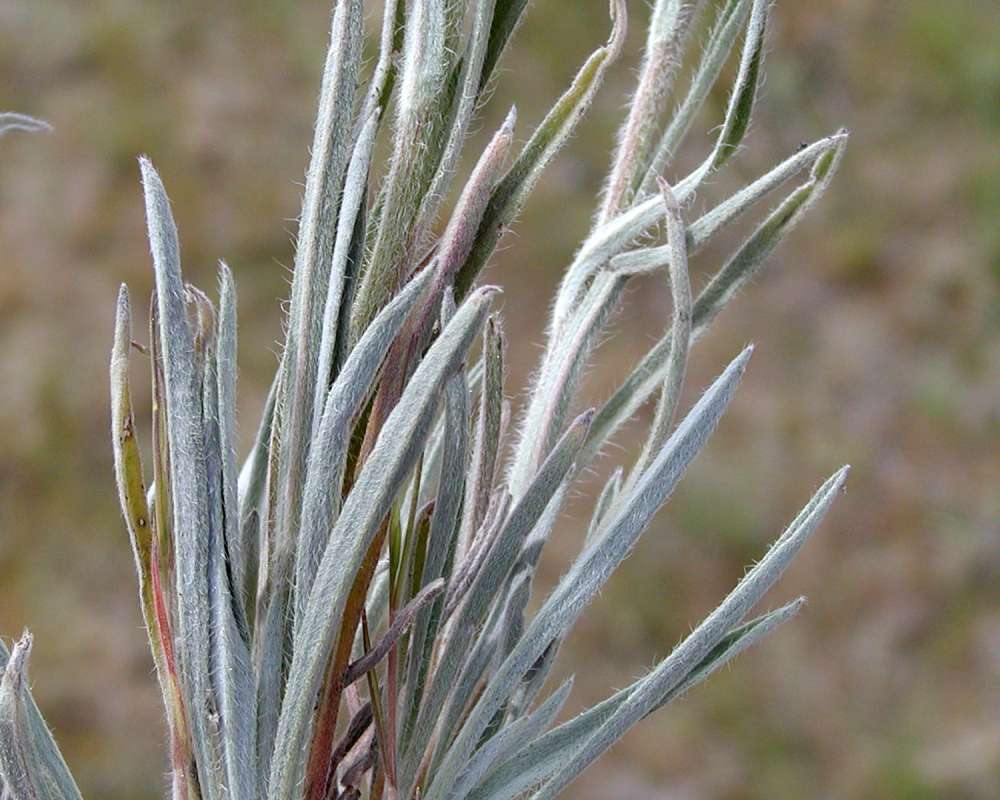 Leaves<br>(Location of Picture: Omak Lake, Wa, Spring 2006)