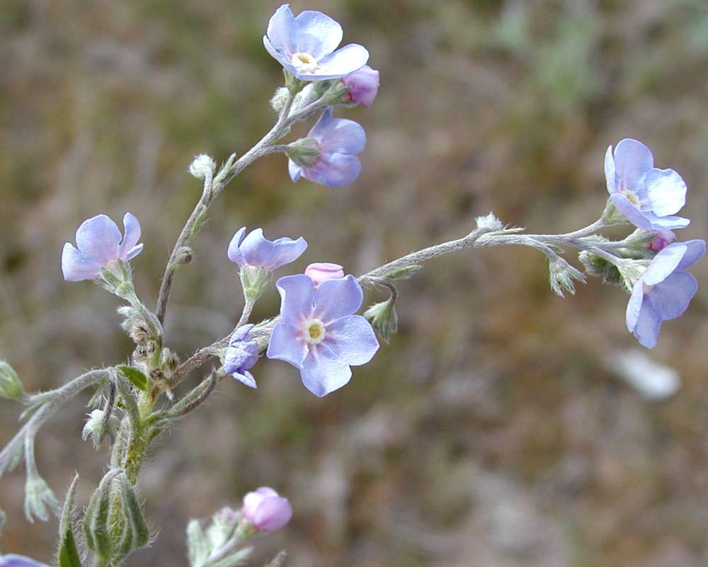 Flowers<br>(Location of Picture: Omak Lake, Wa, Spring 2006)