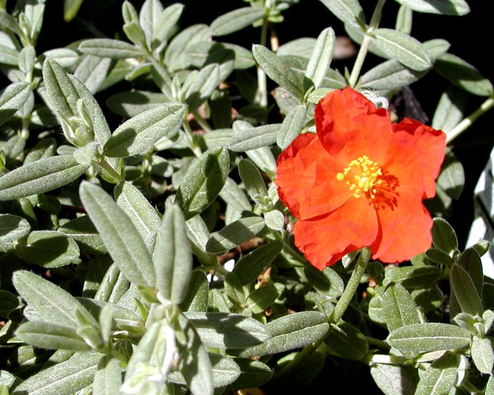 Flower and Leaves<br>(Location of Picture: Nelson Flowers, Washington, USA, 06)