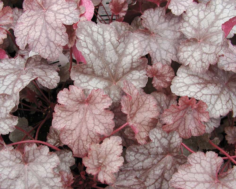 Leaves<br>(Location of Picture: Ornamental, Shady Creek, Washington)