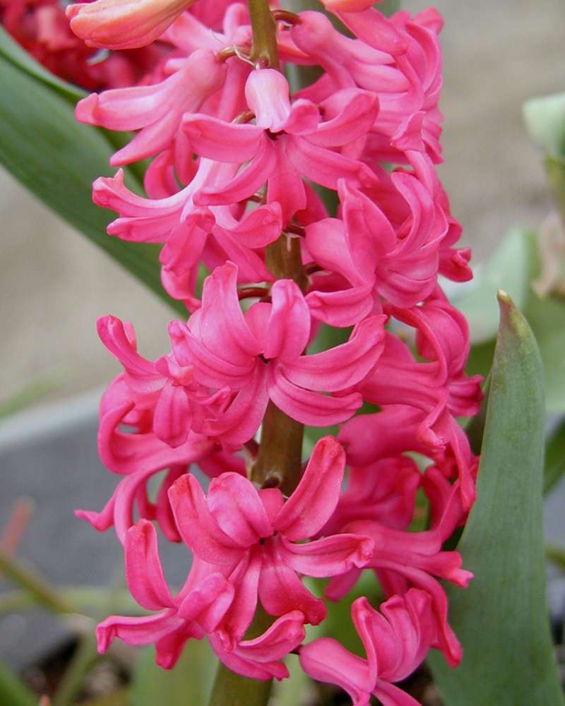 Flowers - Red<br>(Location of Picture: Ornamental, Shady Creek, Washington)