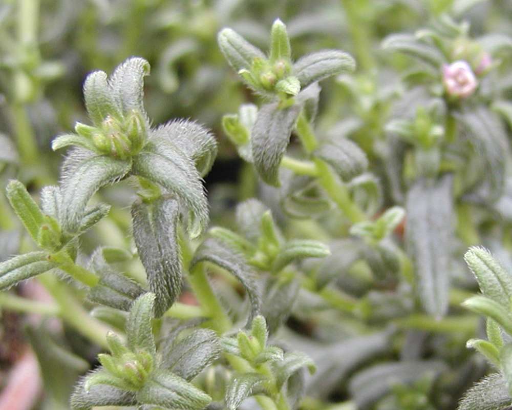 Leaves<br>(Location of Picture: Ornamental, Hamilton Farms, Wa)