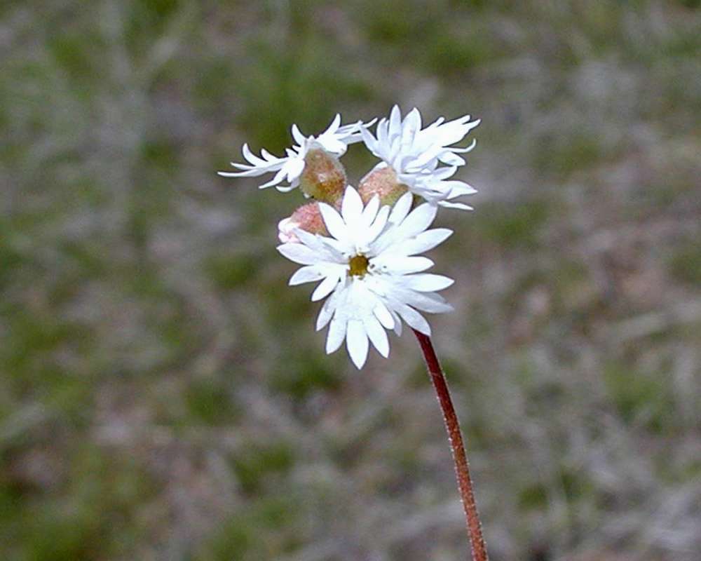 Flowers<br>(Location of Picture: Big Goose Lake, Washington, USA)