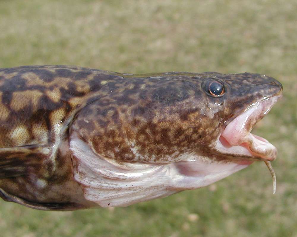 Recent Catch - Side View Head<br>(Location of Picture: Columbia River, Washington, 2006)