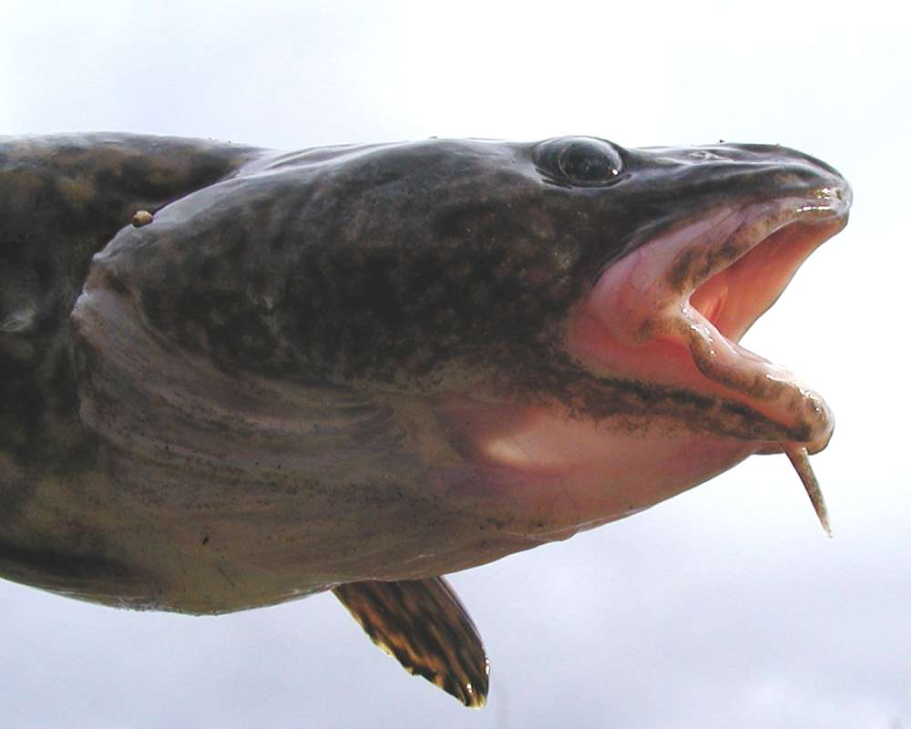 Recent Catch - Side View Head<br>(Location of Picture: Columbia River, Washington, 2006)