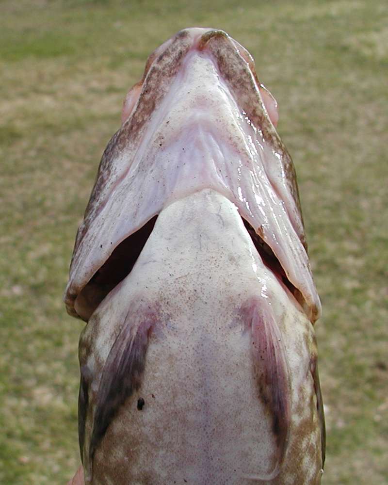 Recent Catch - Jaw Underside<br>(Location of Picture: Columbia River, Washington, 2006)