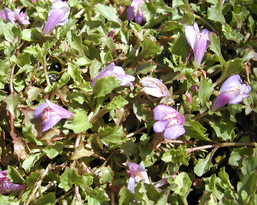 Garden View Of Plants in  Bloom<br>(Location of Picture: Shady Creek, Washington, USA, '06)