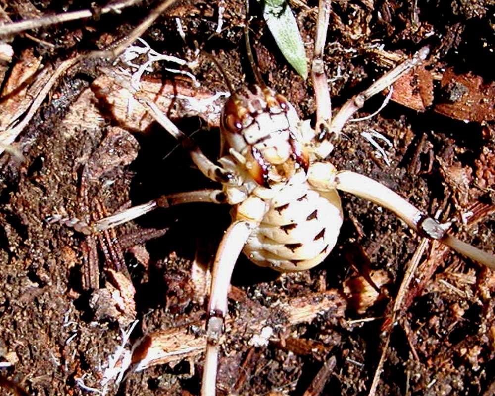 Underside - Close View<br>(Location of Picture: Conconully, Wa, USA, 2006)