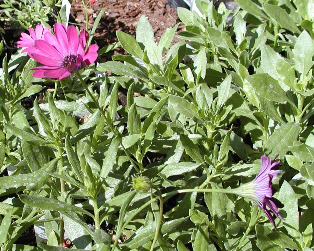 Flowers and Leaves<br>(Location of Picture: Commercially Grown)