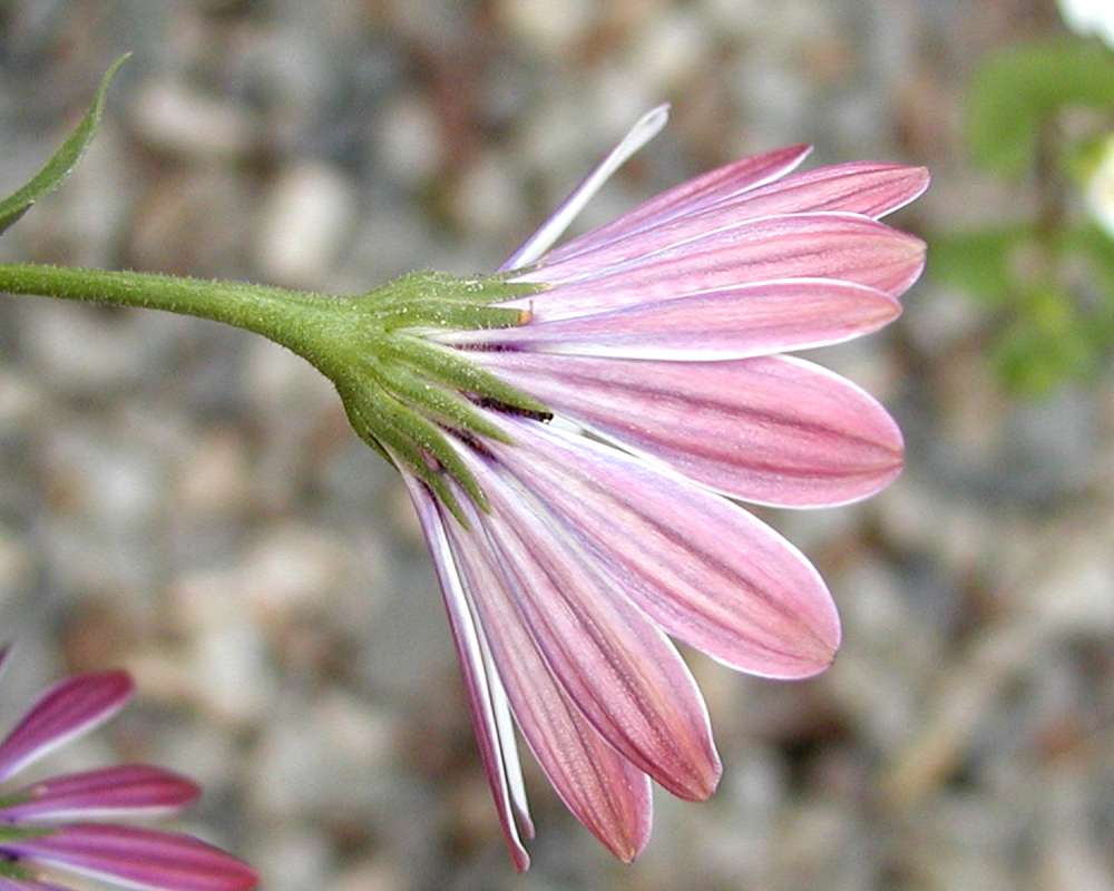 Flower - Side View<br>(Location of Picture: Commercially Grown)