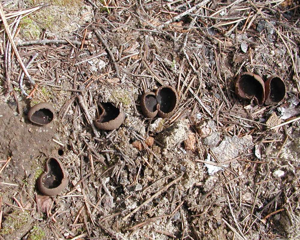 Habitat<br>(Location of Picture: Conconully, Washington, USA, 2006)