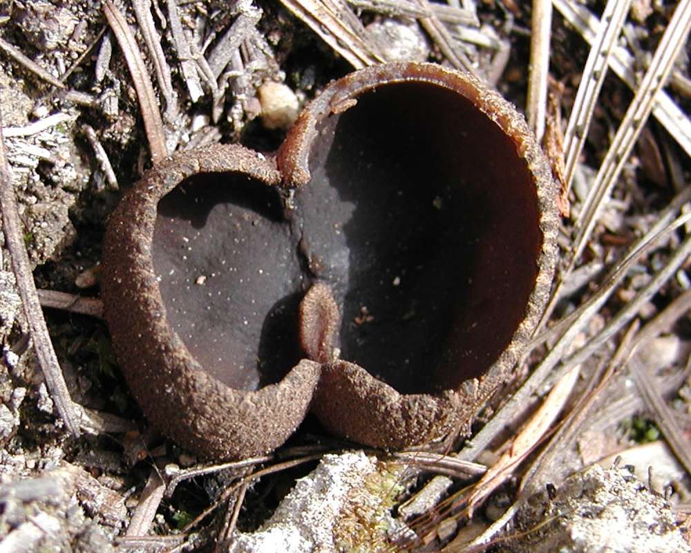 Top View<br>(Location of Picture: Conconully, Washington, USA, 2006)