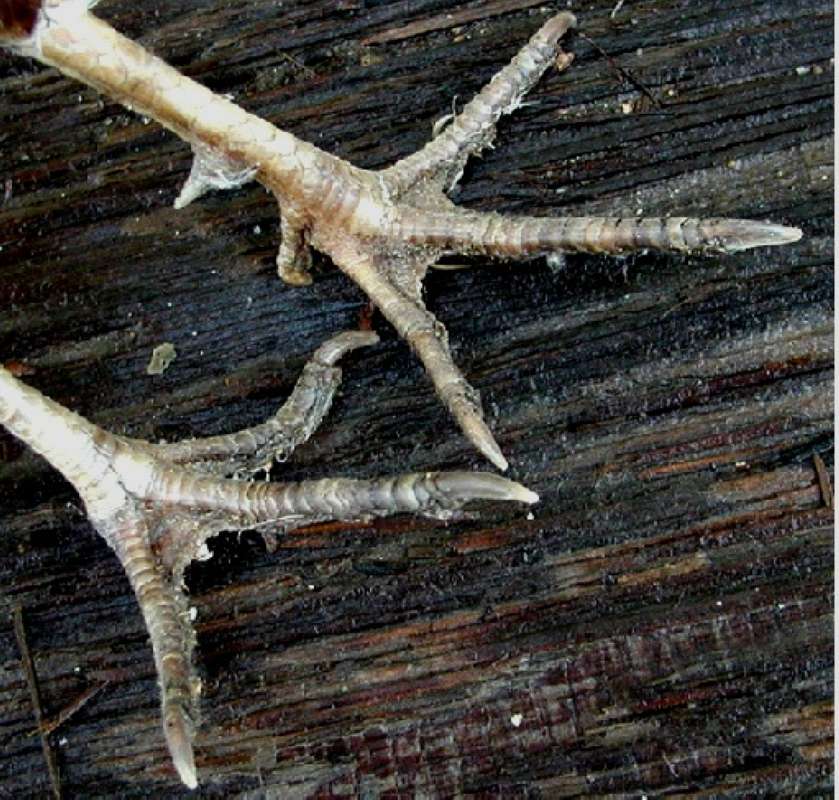 Feet - Close View<br>(Location of Picture: Okanogan, Washington, USA, 2006)